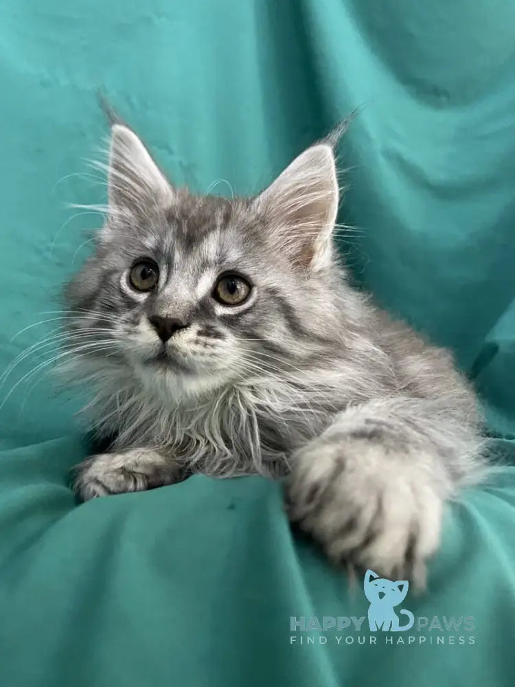 Sugar Surprise Maine Coon male black silver tabby live animals