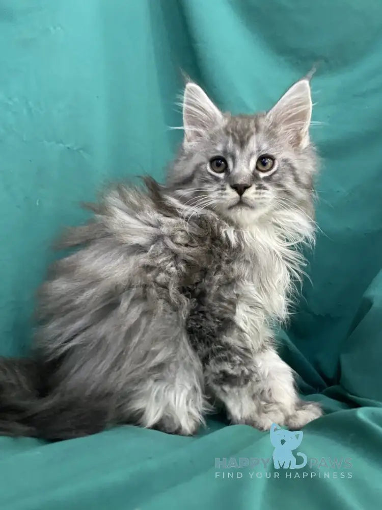 Sugar Surprise Maine Coon male black silver tabby live animals