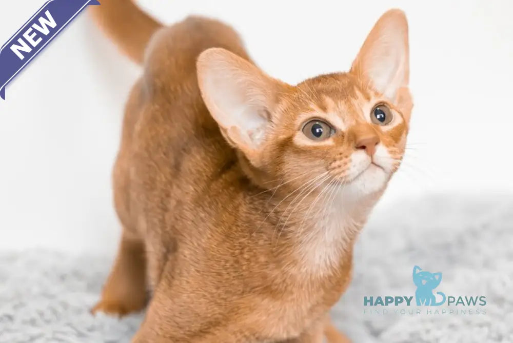 Sultan Abyssinian male cinnamon live animals