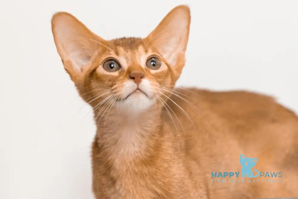 Sultan Abyssinian male cinnamon live animals