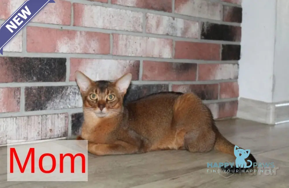 Sultan Abyssinian male cinnamon live animals