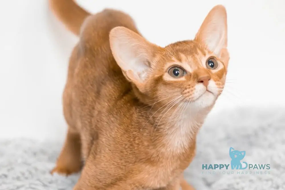 Sultan Abyssinian male cinnamon live animals