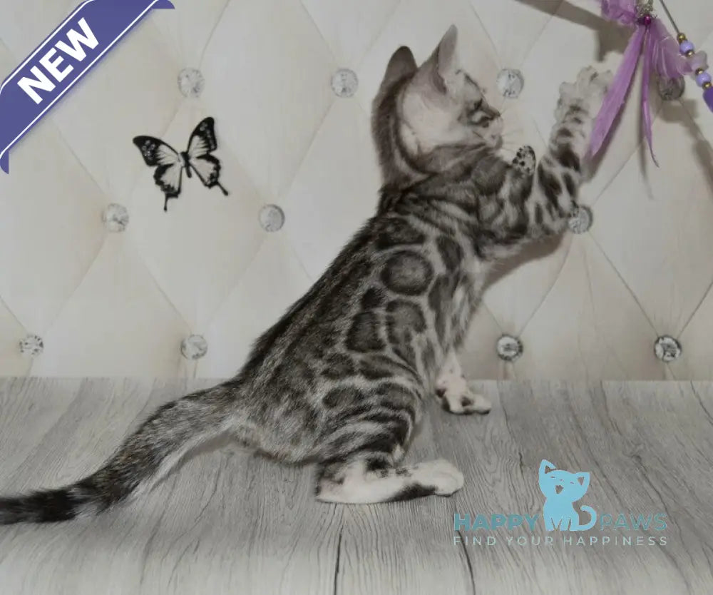 Sultan Bengal male black silver spotted tabby live animals
