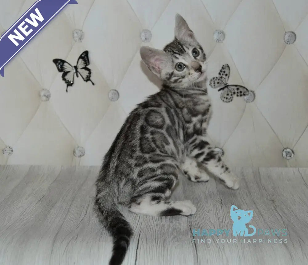 Sultan Bengal male black silver spotted tabby live animals