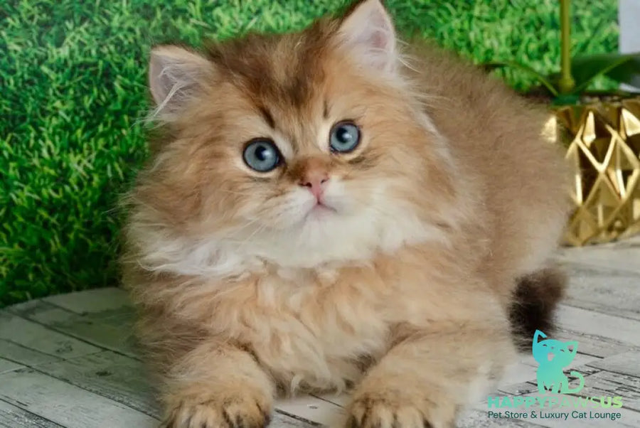 Sultan British Longhair male black golden shaded - live animals