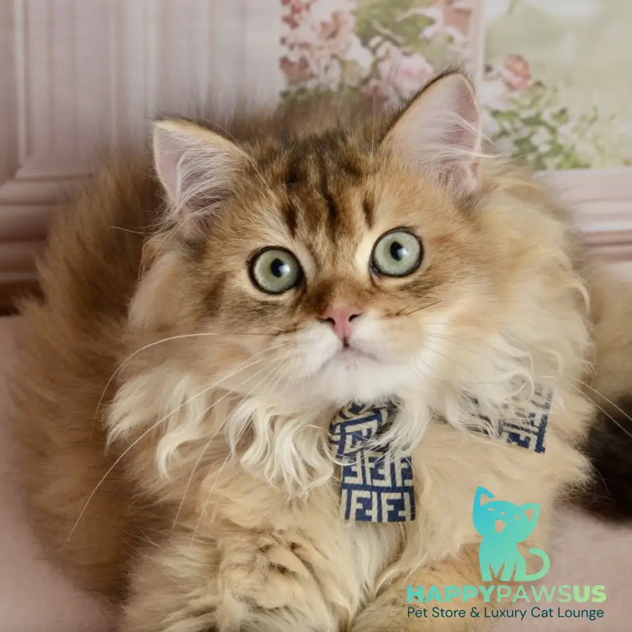 Sultan British Longhair male black golden shaded - live animals