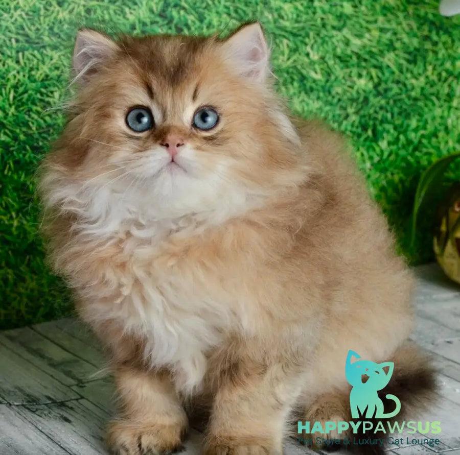 Sultan British Longhair male black golden shaded - live animals
