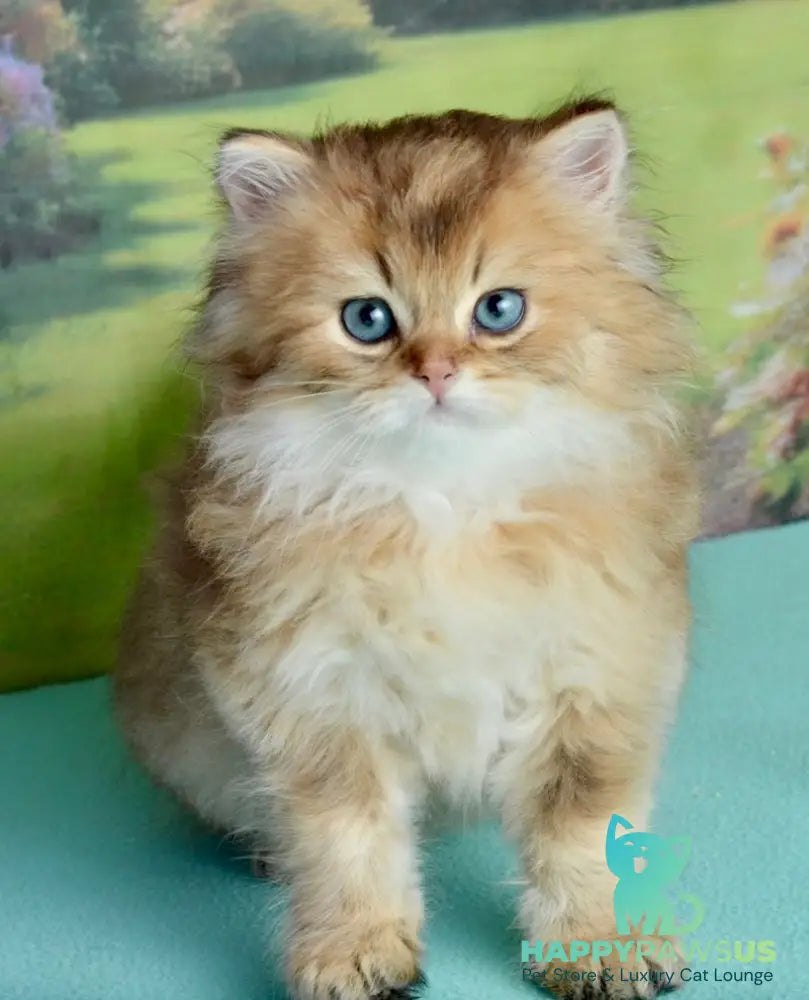 Sultan British Longhair male black golden shaded - live animals