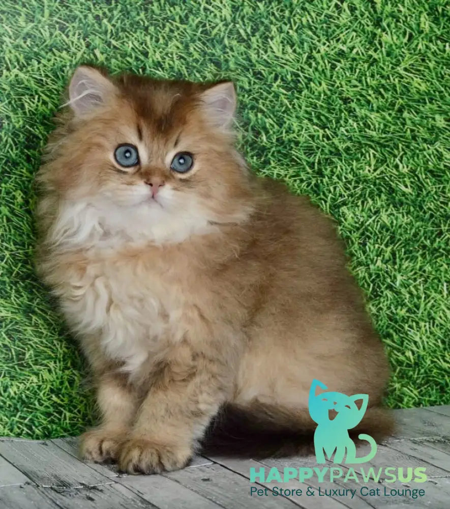 Sultan British Longhair male black golden shaded - live animals