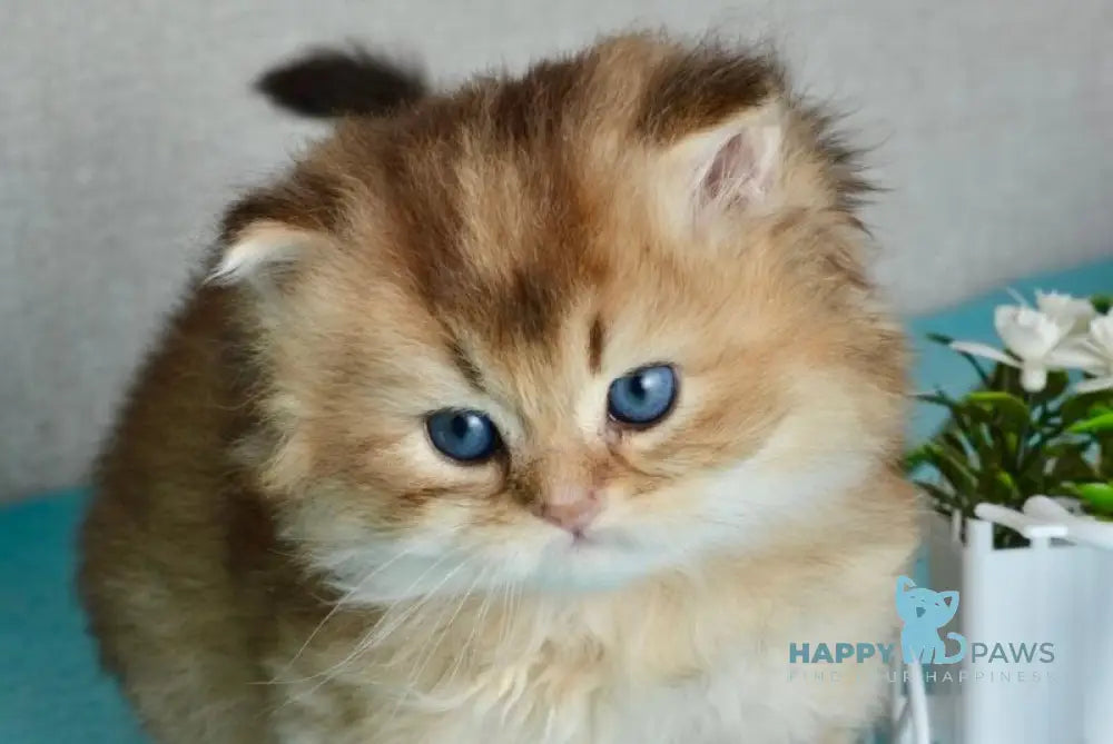 Sultan British Longhair male black golden shaded - live animals