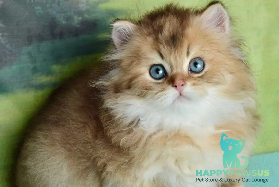 Sultan British Longhair male black golden shaded - live animals
