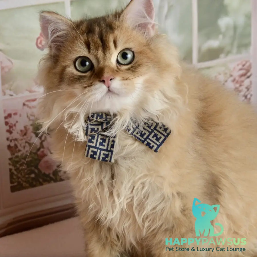 Sultan British Longhair male black golden shaded - live animals