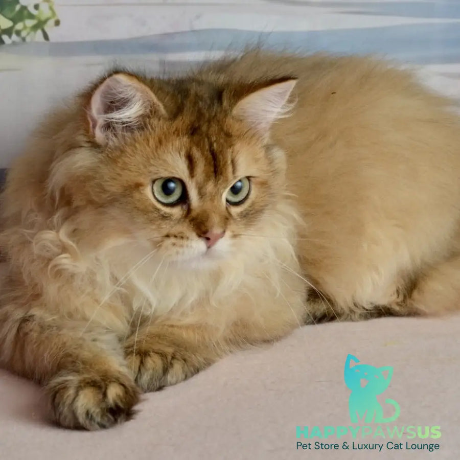 Sultan British Longhair male black golden shaded - live animals