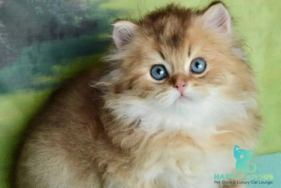 Sultan British Longhair male black golden shaded - live animals