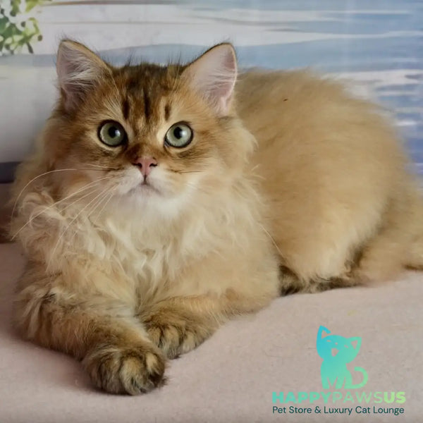 Sultan British Longhair male black golden shaded - live animals