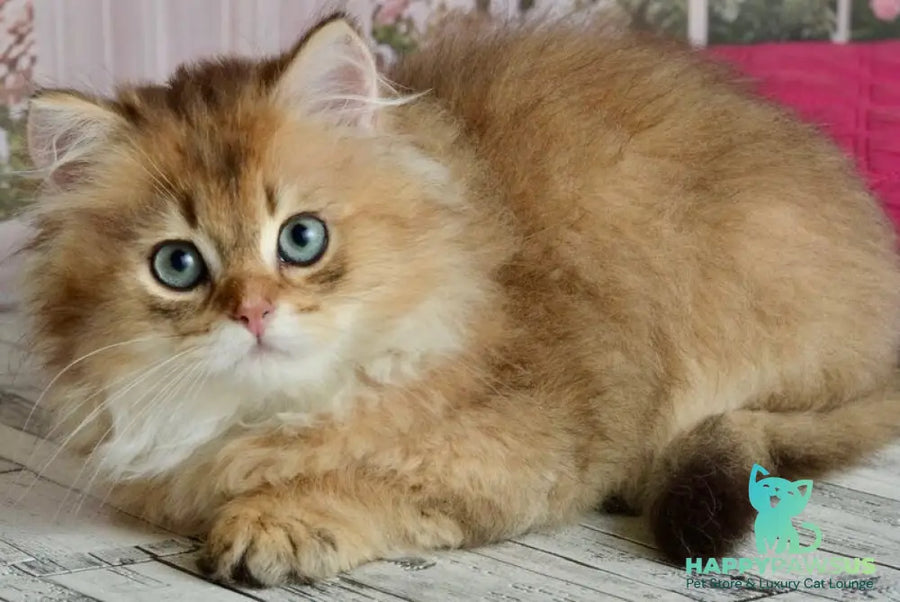 Sultan British Longhair male black golden shaded - live animals