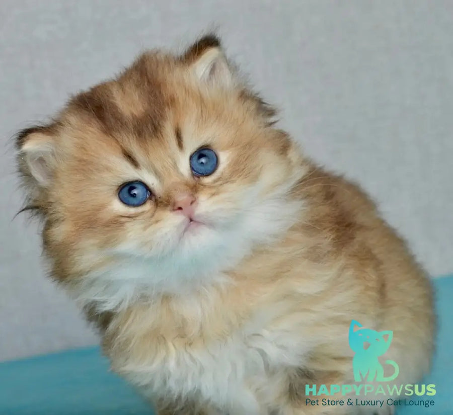 Sultan British Longhair male black golden shaded - live animals