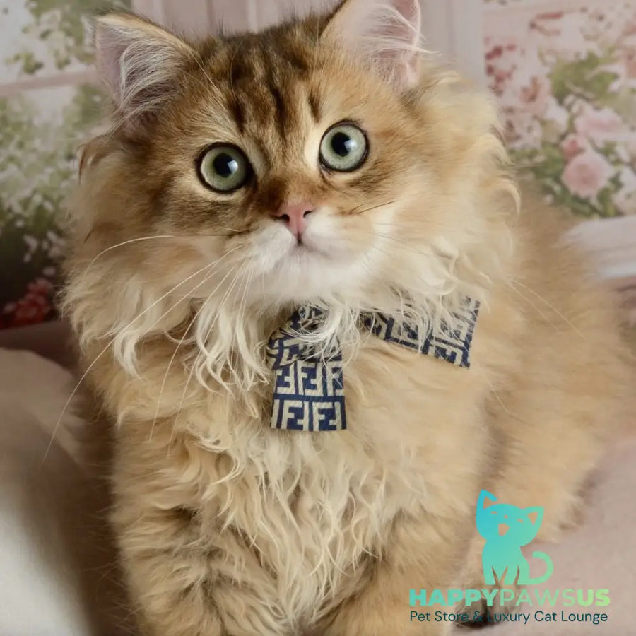 Sultan British Longhair male black golden shaded - live animals
