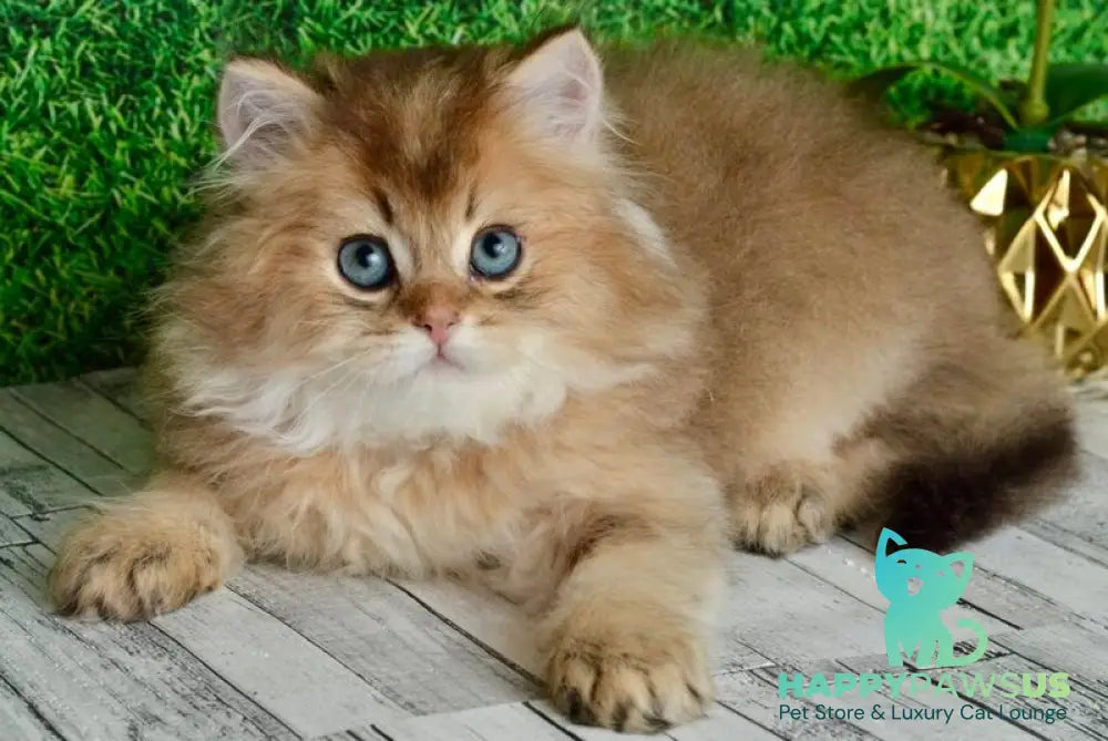 Sultan British Longhair male black golden shaded - live animals