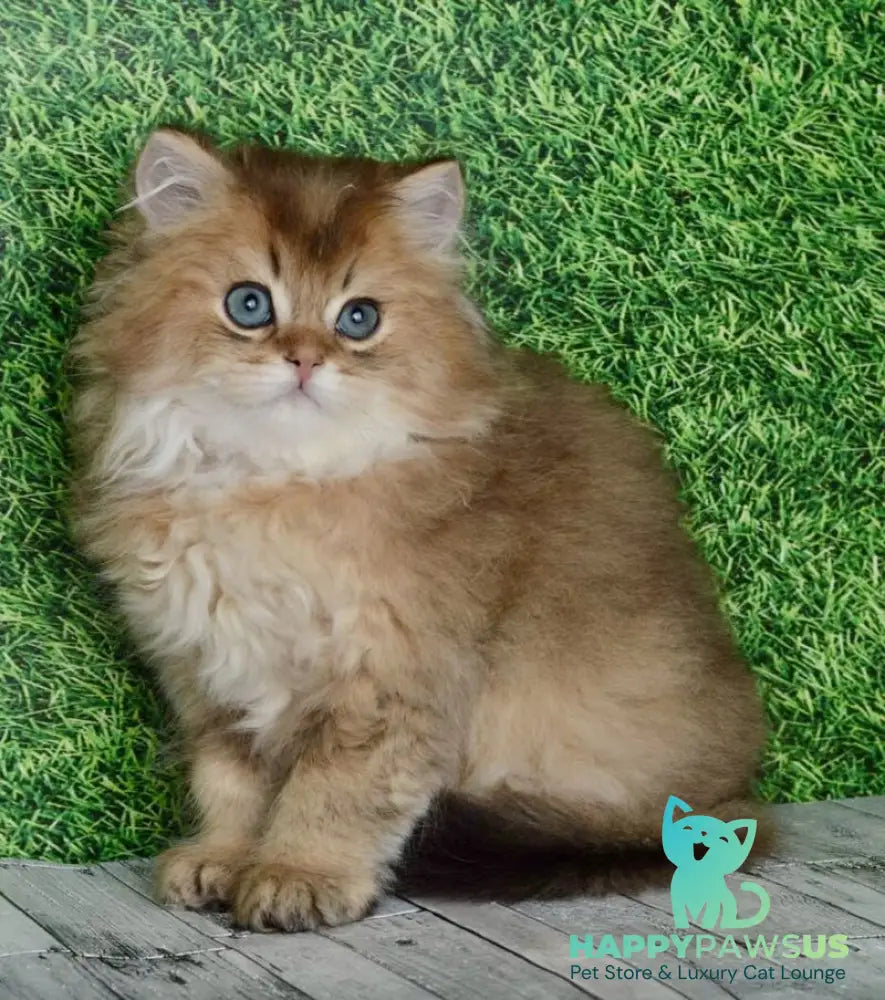 Sultan British Longhair male black golden shaded - live animals