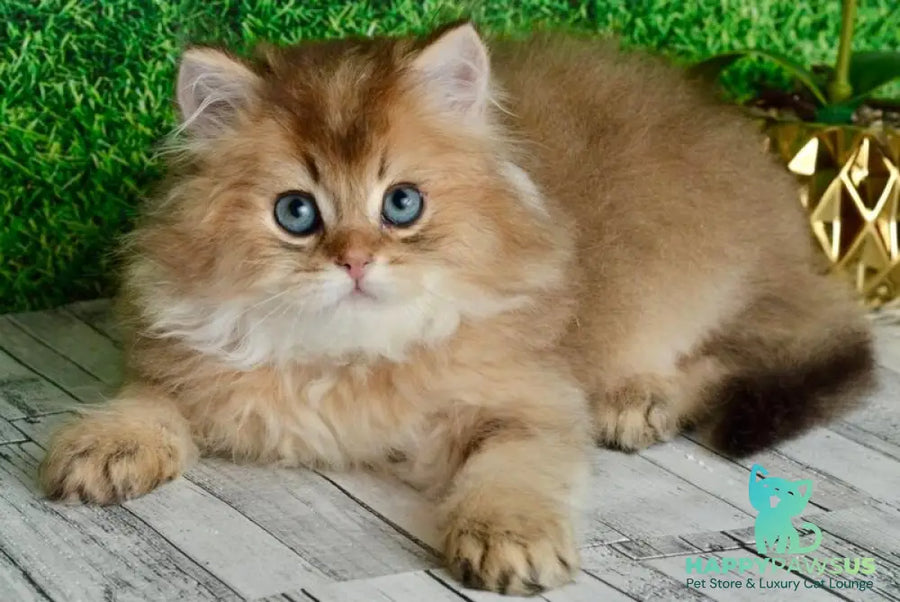 Sultan British Longhair male black golden shaded - live animals
