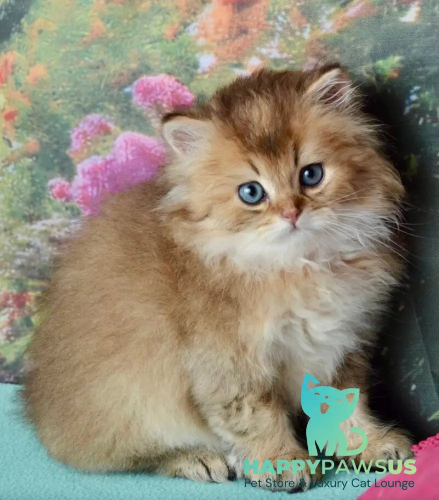Sultan British Longhair male black golden shaded - live animals