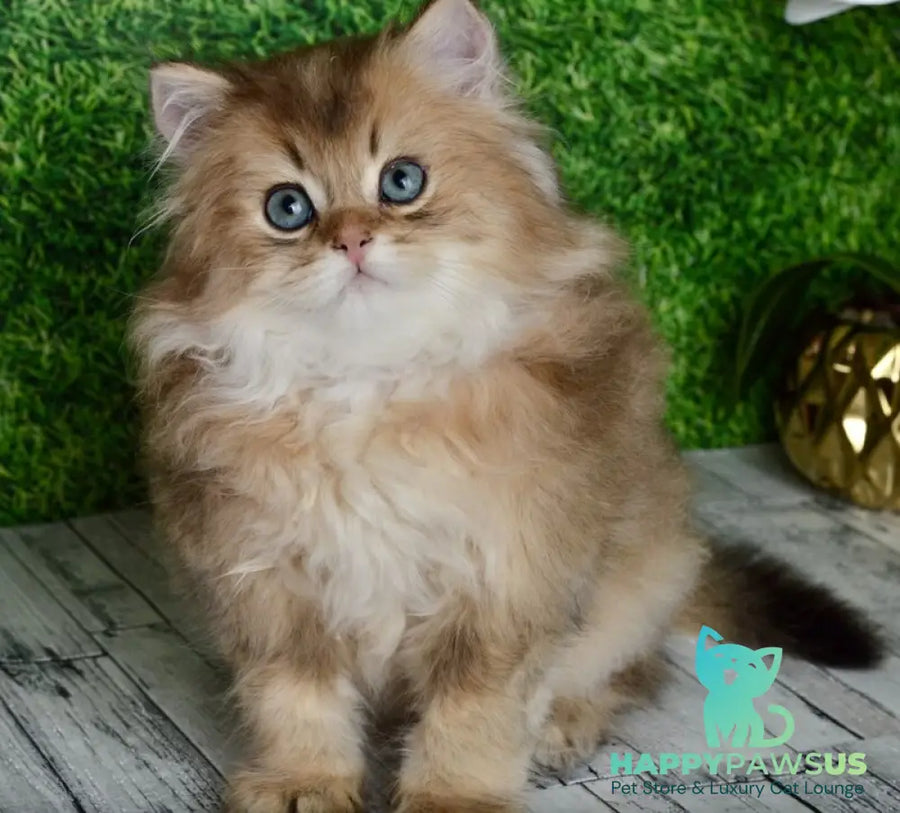 Sultan British Longhair male black golden shaded - live animals