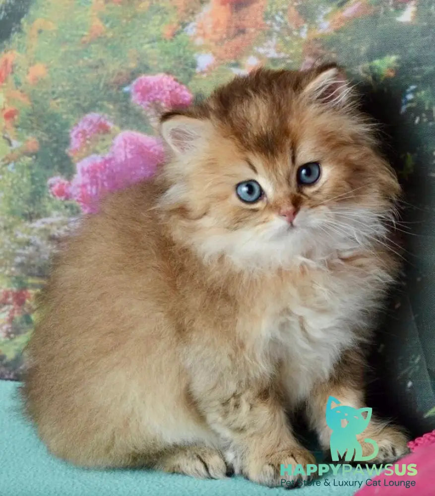 Sultan British Longhair male black golden shaded - live animals