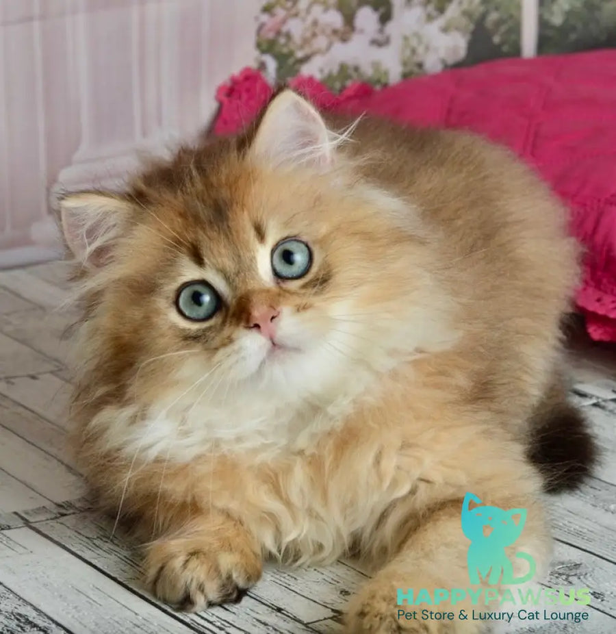 Sultan British Longhair male black golden shaded - live animals