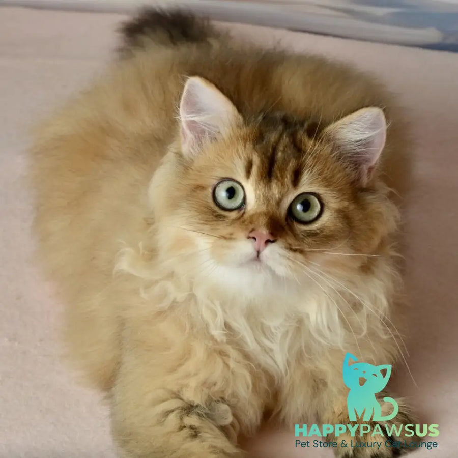 Sultan British Longhair male black golden shaded - live animals
