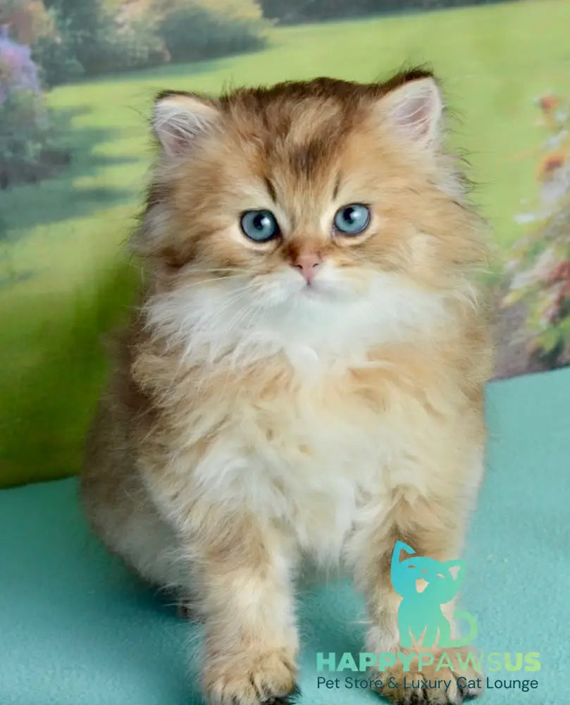 Sultan British Longhair male black golden shaded - live animals