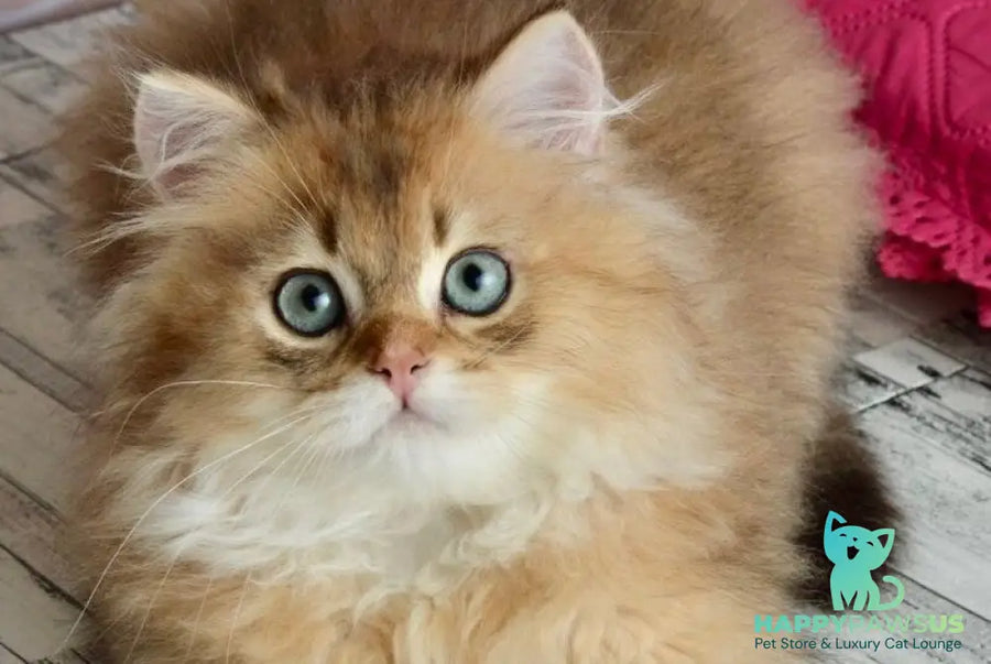 Sultan British Longhair male black golden shaded - live animals