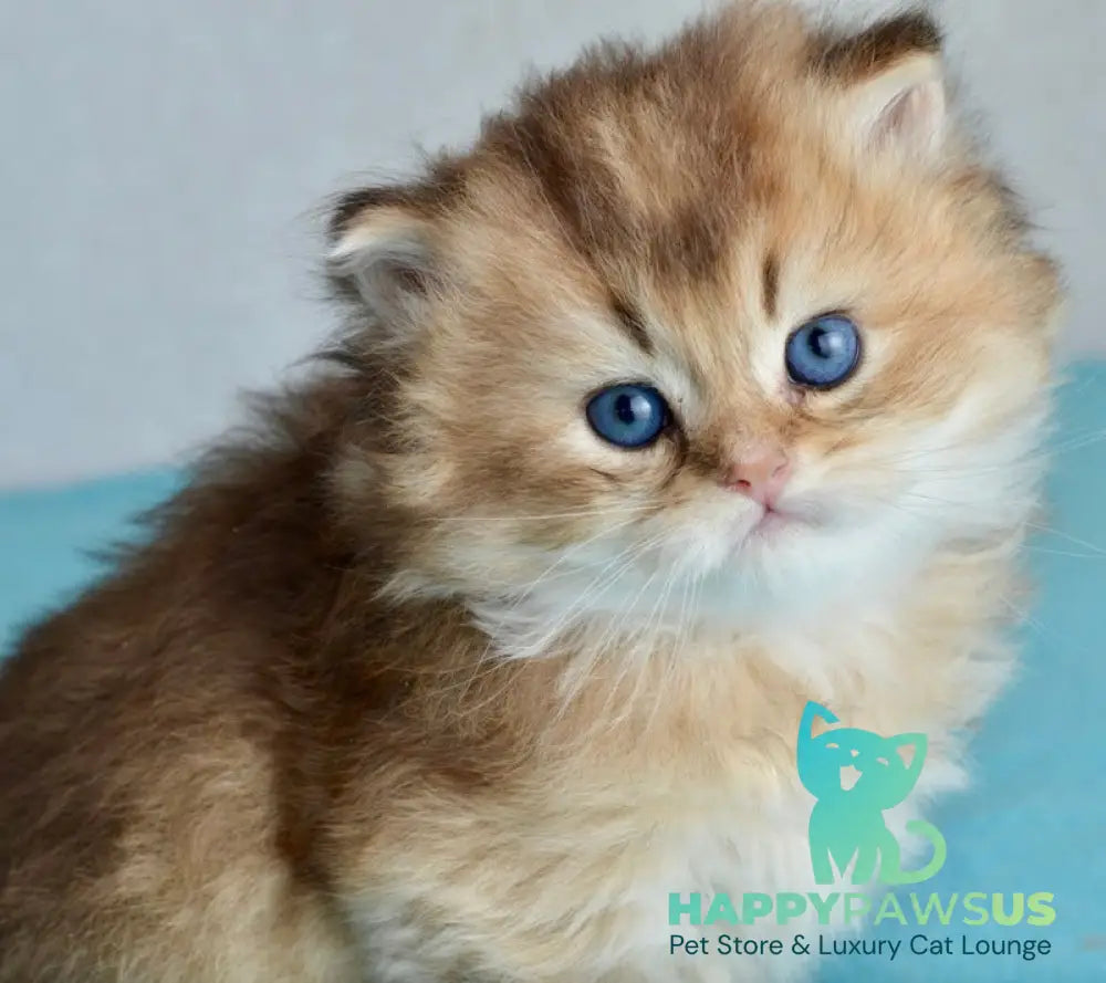 Sultan British Longhair male black golden shaded - live animals