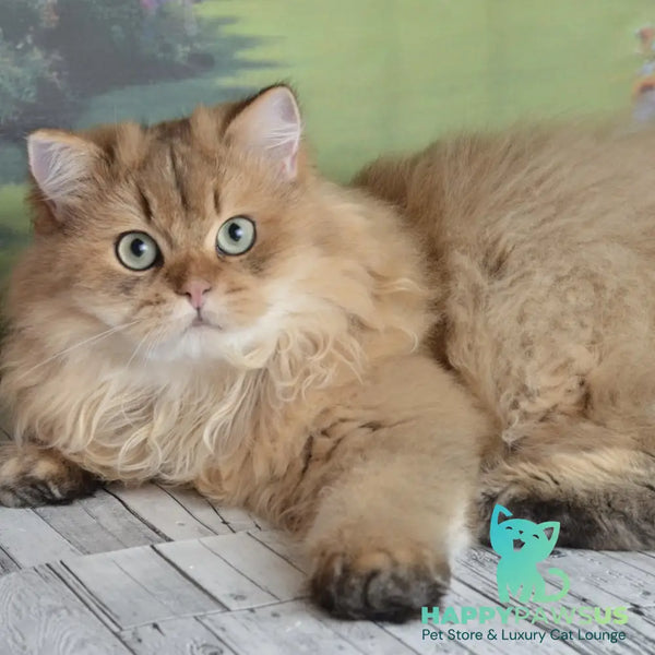 Sultan British Longhair male black golden shaded - live animals