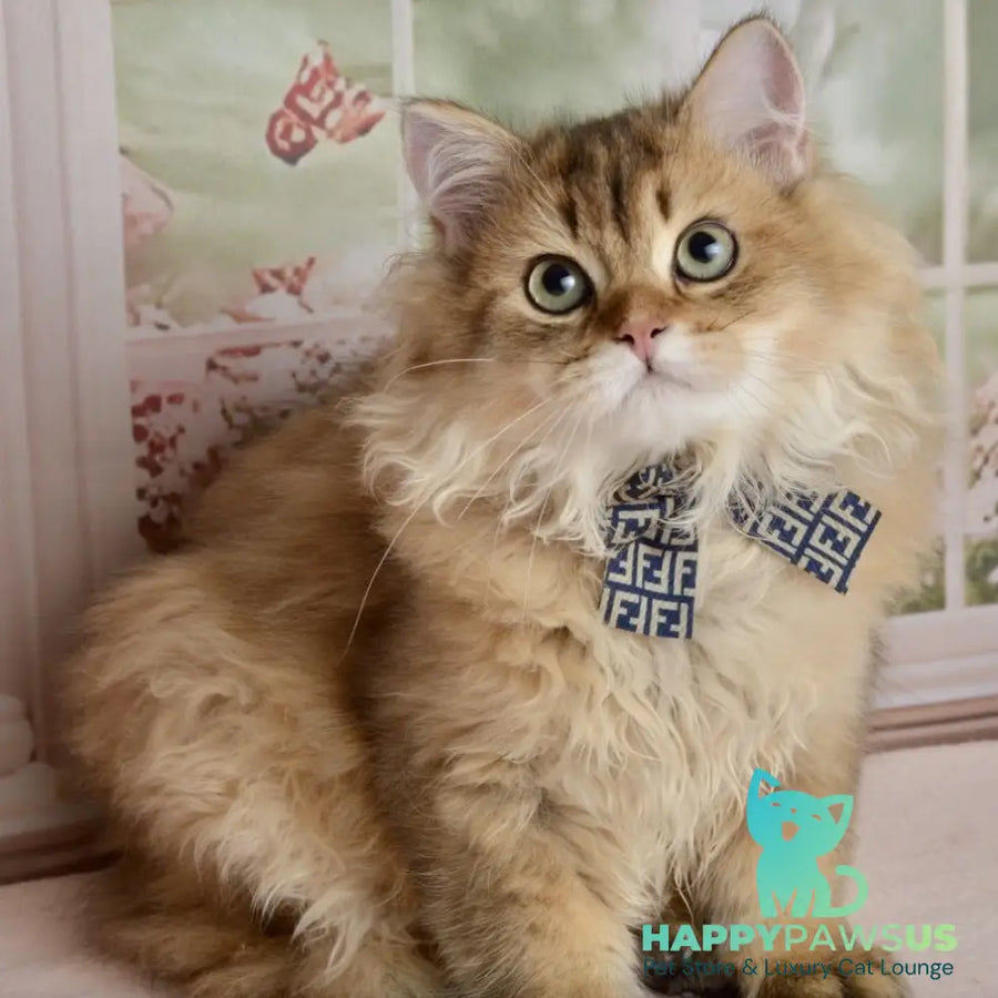 Sultan British Longhair male black golden shaded - live animals