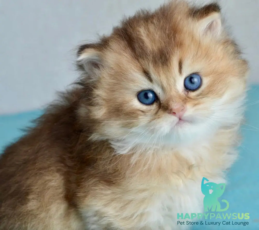 Sultan British Longhair male black golden shaded - live animals