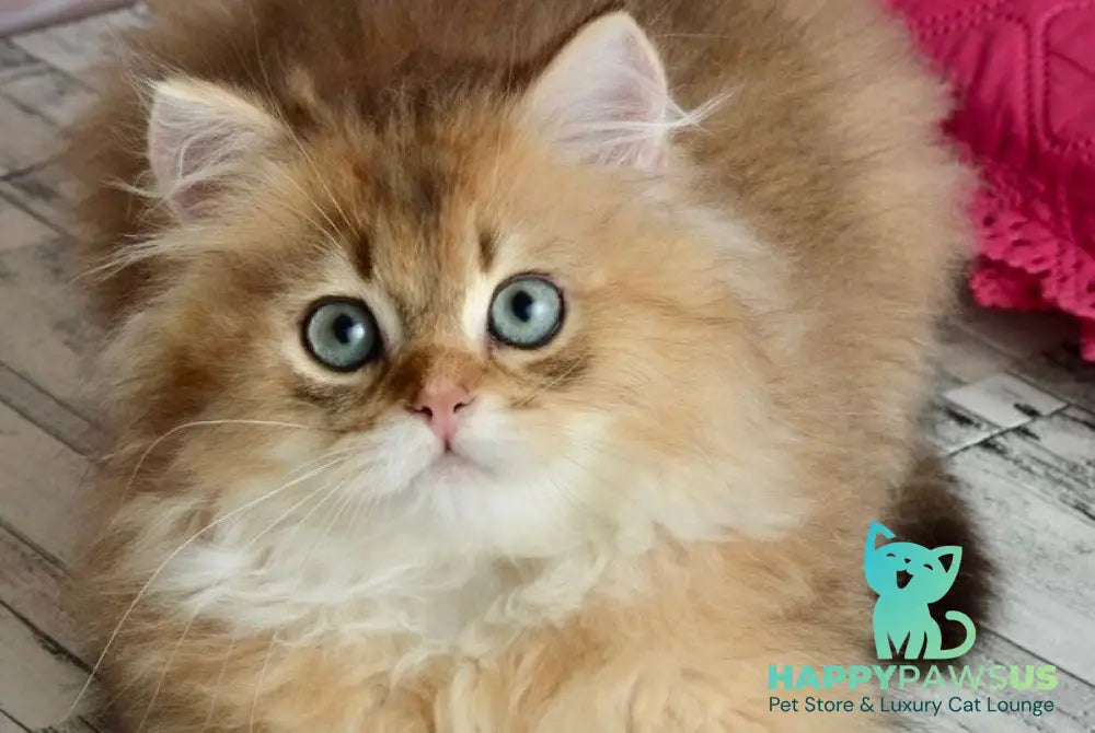 Sultan British Longhair male black golden shaded - live animals