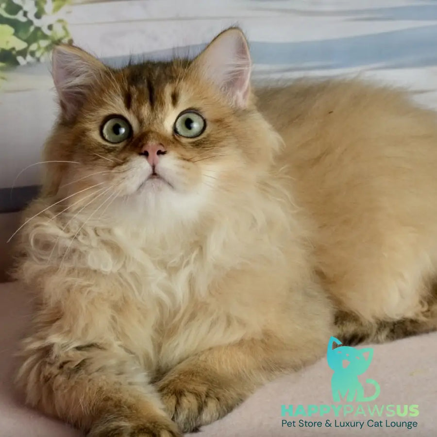 Sultan British Longhair male black golden shaded - live animals