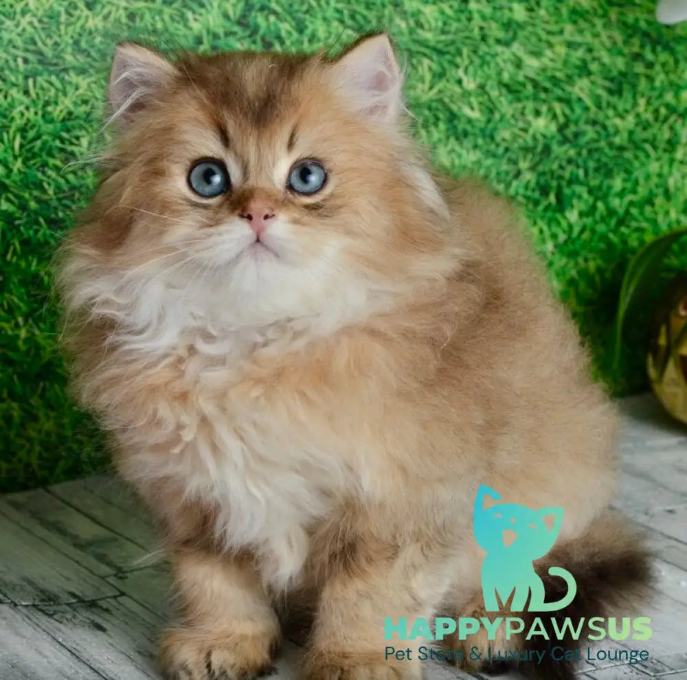 Sultan British Longhair male black golden shaded - live animals