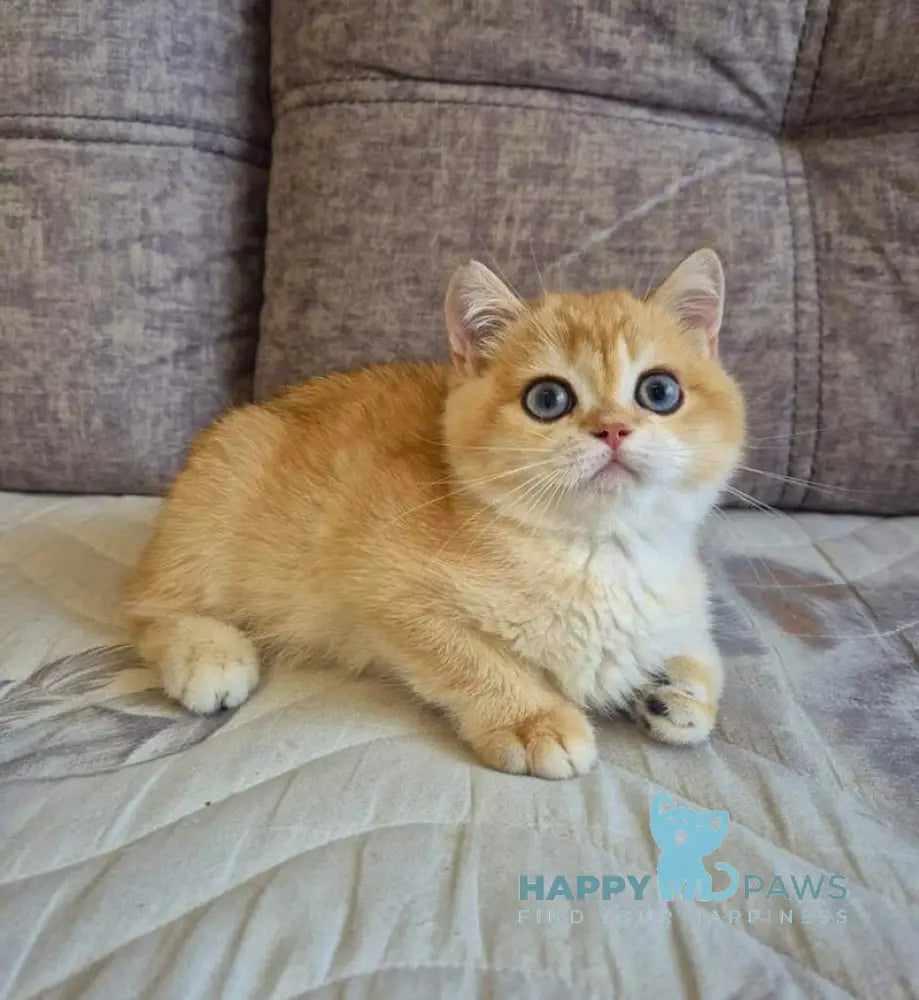 Sultan British Shorthair male black golden chinchilla live animals