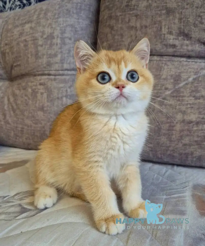 Sultan British Shorthair male black golden chinchilla live animals