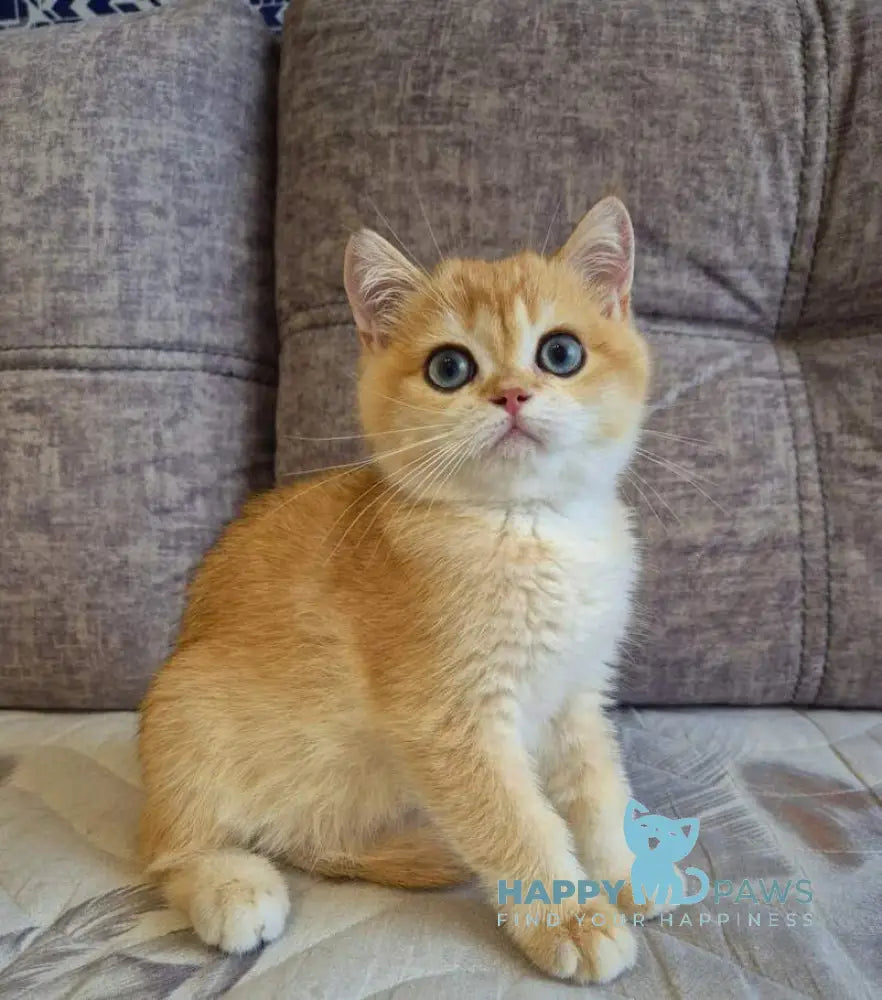 Sultan British Shorthair male black golden chinchilla live animals
