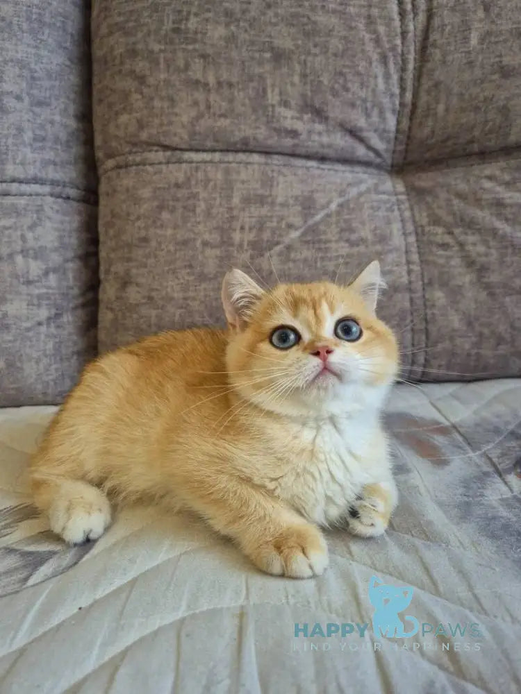 Sultan British Shorthair male black golden chinchilla live animals