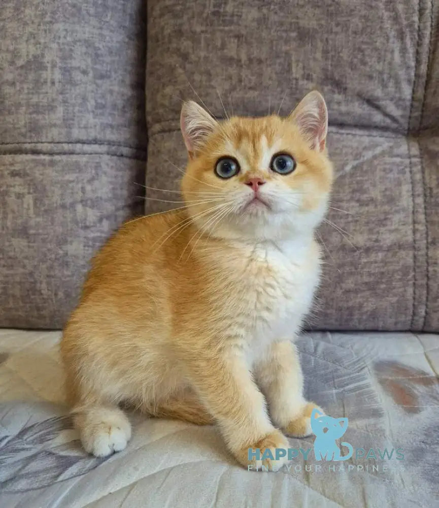 Sultan British Shorthair male black golden chinchilla live animals