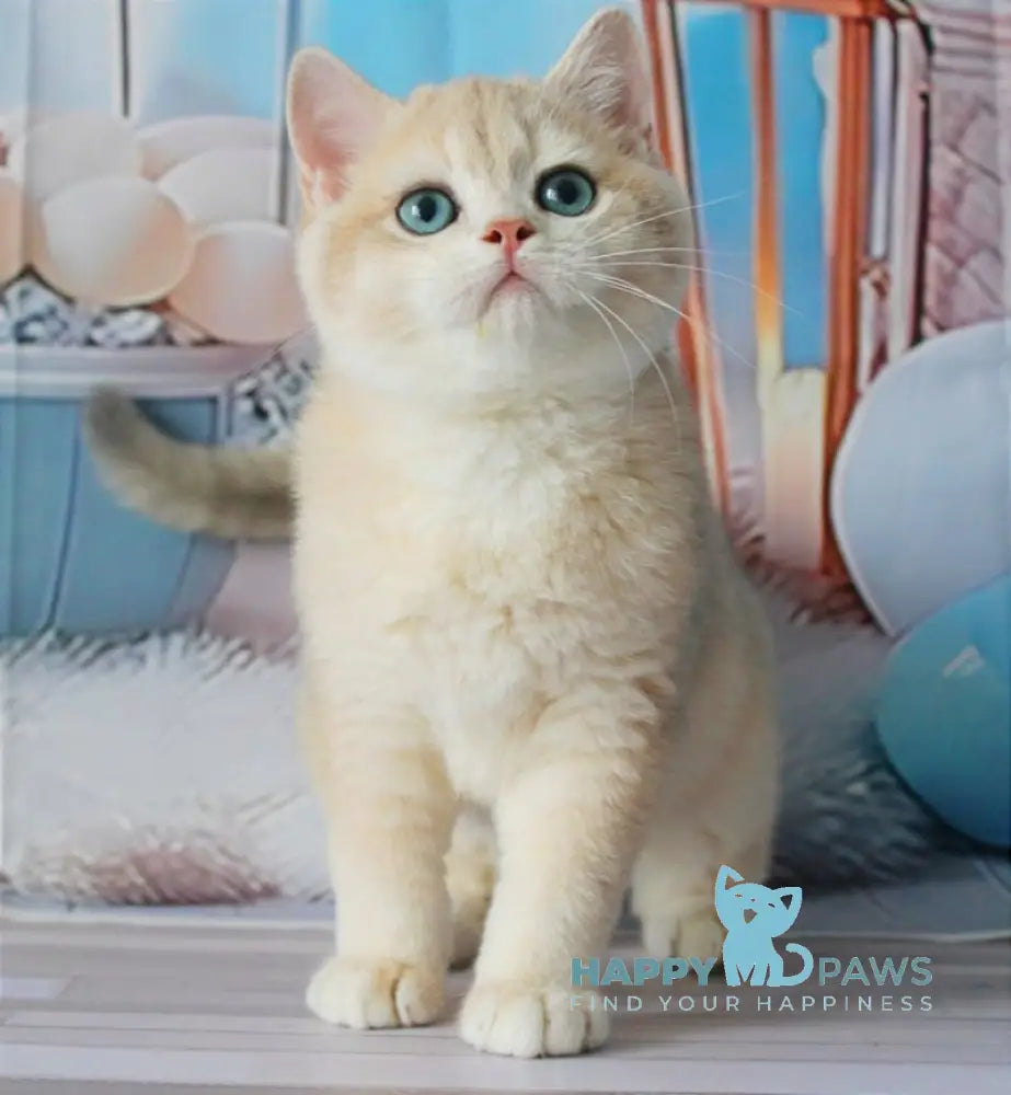 Sultan British Shorthair male blue golden chinchilla live animals