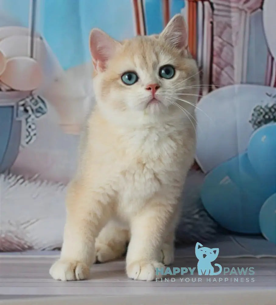 Sultan British Shorthair male blue golden chinchilla live animals