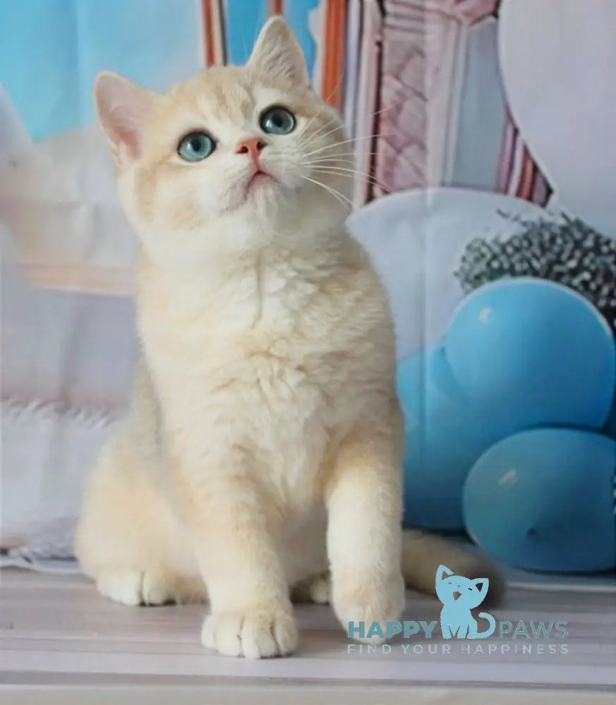 Sultan British Shorthair male blue golden chinchilla live animals