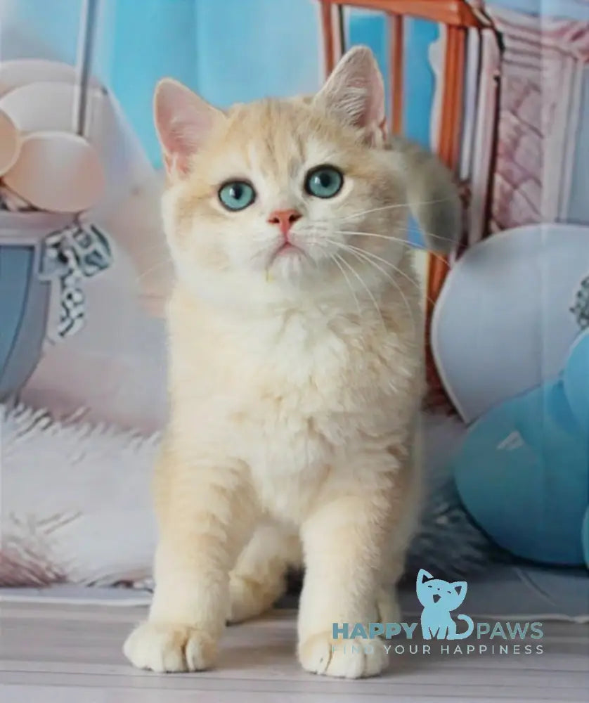 Sultan British Shorthair male blue golden chinchilla live animals