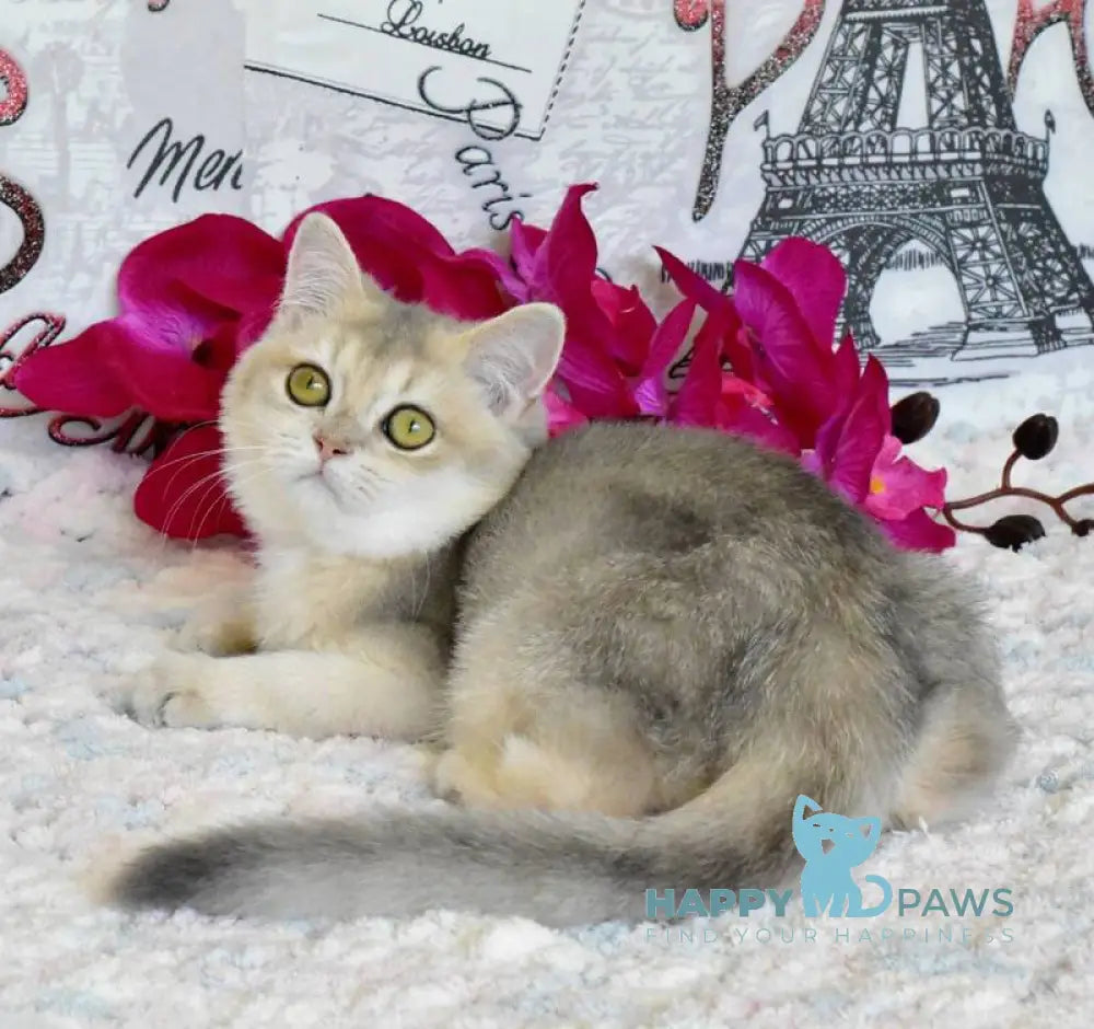 Sultan British Shorthair male blue golden shaded live animals