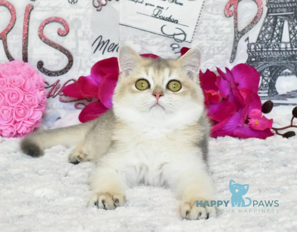 Sultan British Shorthair male blue golden shaded live animals